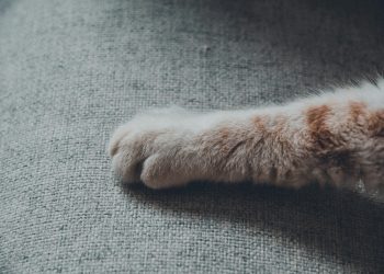 a cat that is laying down on a couch