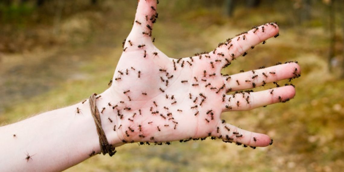 К чему снятся муравьи на теле