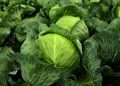 cabbage, herb, white cabbage, cultivation, vegetables, healthy, vitamins, winter vegetables, vegan, vegetarian, cabbage field, green, food, agriculture, nature, vegetable cabbage, leaves, fresh