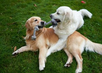 Two dogs playing tug of war with each other