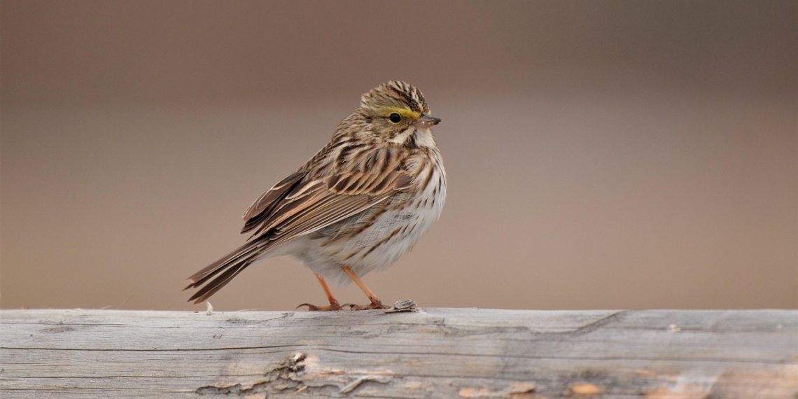 savannah sparrow, sparrow, bird, animal, beak, feathers, plumage, wildlife, nature, closeup, sparrow, sparrow, sparrow, sparrow, sparrow, animal