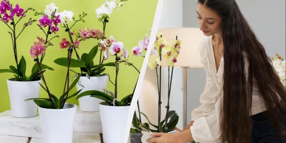 Простая уловка “разбудит” орхидеи: цветут как сумасшедшие даже зимой