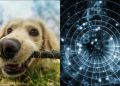 Люди, які народилися у ці місяці, вміють розуміти тварин без слів
