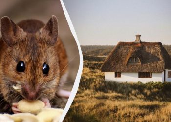 Мыши убегут из вашего дома даже без отравы: вот как можно их отвадить