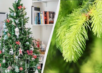 Умные фермеры не выбрасывают елку – это ценное удобрение: 3 способа использования